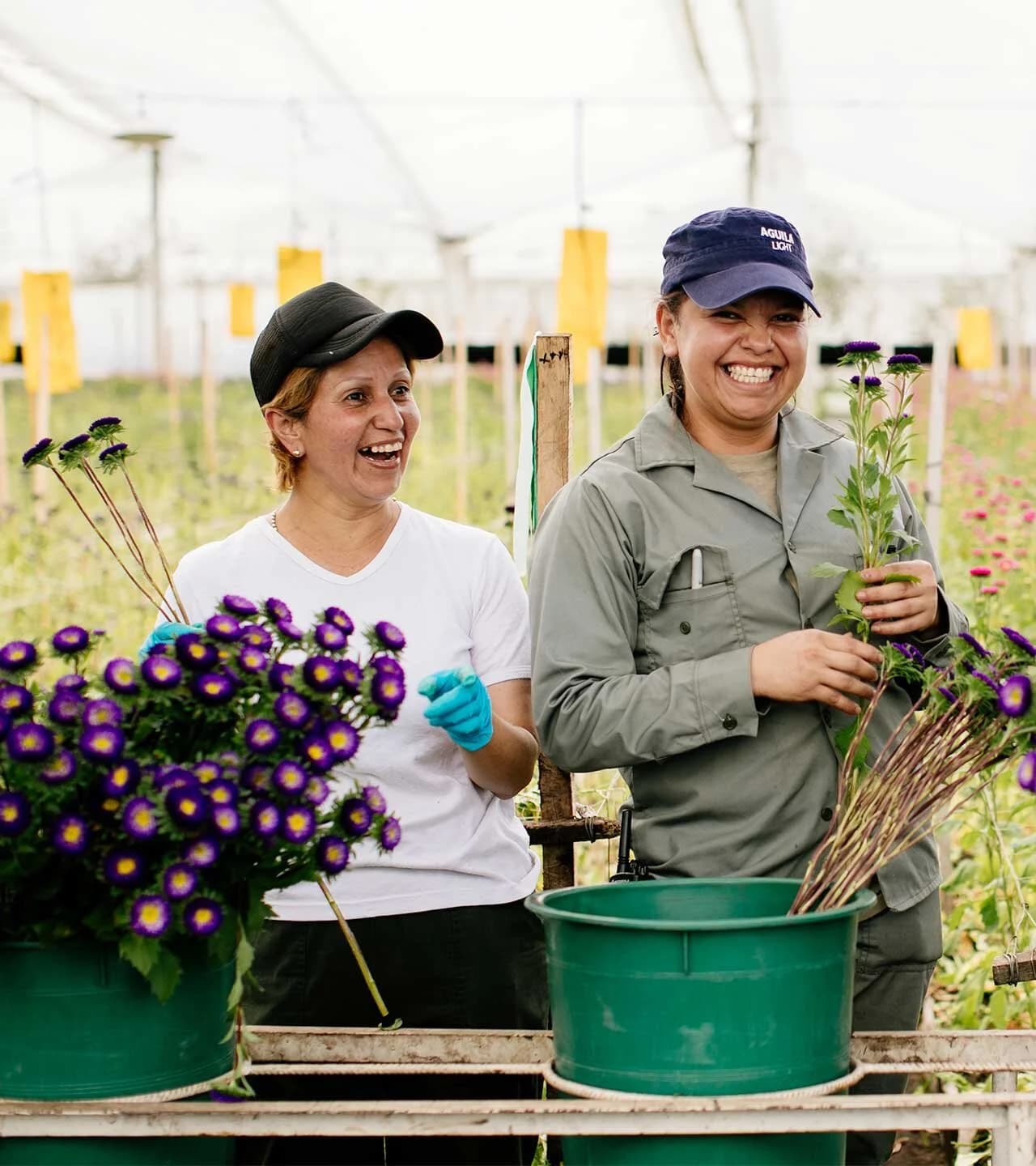 Farm shoot — greenhouse workers laughing with purple flowers