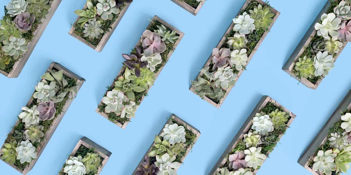 Studio product shot — succulents on blue background